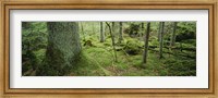 Framed Close-up of moss on a tree trunk in the forest, Siggeboda, Smaland, Sweden