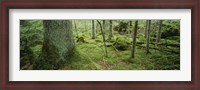 Framed Close-up of moss on a tree trunk in the forest, Siggeboda, Smaland, Sweden
