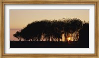 Framed Silhouette of trees, California, USA