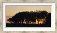 Framed Silhouette of trees, California, USA