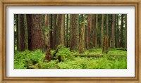 Framed Forest floor Olympic National Park WA USA