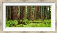 Framed Forest floor Olympic National Park WA USA