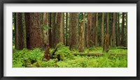 Framed Forest floor Olympic National Park WA USA