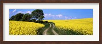 Framed Canola, Farm, Yellow Flowers, Germany