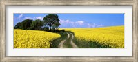 Framed Canola, Farm, Yellow Flowers, Germany