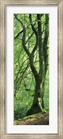 Framed Moss Growing on a Beech Tree, Perthshire, Scotland