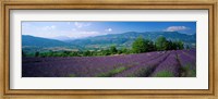 Framed Lavender Fields, La Drome Provence, France