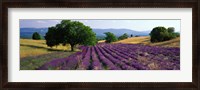 Framed Flowers In Field, Lavender Field, La Drome Provence, France