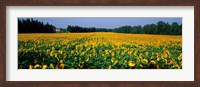 Framed Sunflowers St Remy de Provence Provence France