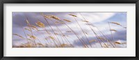 Framed Wheat Stalks Blowing, Crops, Field, Open Space