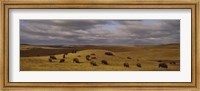 Framed High angle view of buffaloes grazing on a landscape, North Dakota, USA
