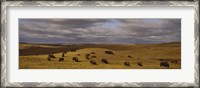 Framed High angle view of buffaloes grazing on a landscape, North Dakota, USA