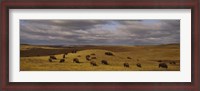 Framed High angle view of buffaloes grazing on a landscape, North Dakota, USA