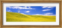 Framed Canola Fields, Washington State, USA