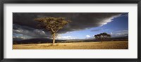 Framed Tree w\storm clouds Tanzania