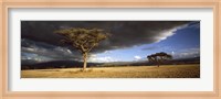 Framed Tree w\storm clouds Tanzania