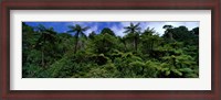 Framed Rain forest Paparoa National Park S Island New Zealand