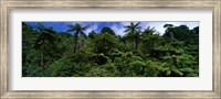 Framed Rain forest Paparoa National Park S Island New Zealand