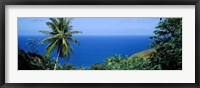 Framed Palm trees on the coast, Tobago, Trinidad And Tobago