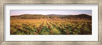Framed Vineyard in Hopland, California