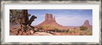 Framed Close-Up Of A Gnarled Tree With West And East Mitten, Monument Valley, Arizona, USA,