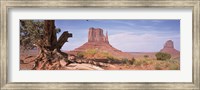 Framed Close-Up Of A Gnarled Tree With West And East Mitten, Monument Valley, Arizona, USA,