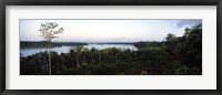 Framed Trees in a forest, Amazon Rainforest, Amazon, Peru