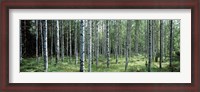 Framed White Birches Aulanko National Park Finland