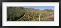 Framed Saguaro National Park, Arizona