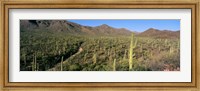 Framed Saguaro National Park, Arizona