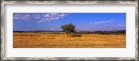 Framed Wheat Field Central Anatolia Turkey