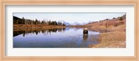 Framed Bull Moose Grand Teton National Park WY USA