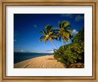 Framed Palm trees and beach, Tahiti French Polynesia