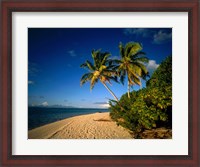 Framed Palm trees and beach, Tahiti French Polynesia