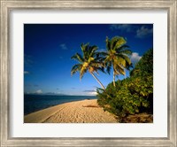 Framed Palm trees and beach, Tahiti French Polynesia