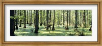 Framed Cypress trees in a forest, Shawnee National Forest, Illinois, USA