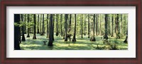 Framed Cypress trees in a forest, Shawnee National Forest, Illinois, USA