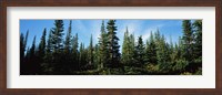 Framed Banff Pine Trees, Alberta, Canada