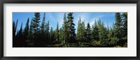 Framed Banff Pine Trees, Alberta, Canada