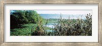 Framed Plants in a marsh, Arcata Marsh, Arcata, Humboldt County, California, USA
