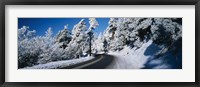 Framed Road passing through a forest, Lake Arrowhead, San Bernardino County, California, USA