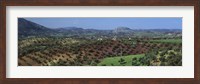 Framed Olive Groves Andalucia Spain
