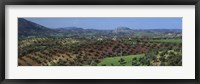 Framed Olive Groves Andalucia Spain