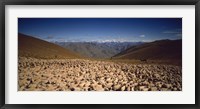 Framed Sheep Otago New Zealand