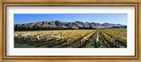 Framed Vineyards N Canterbury New Zealand