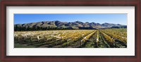 Framed Vineyards N Canterbury New Zealand