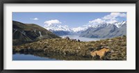 Framed Horse Trekking Mt Cook New Zealand