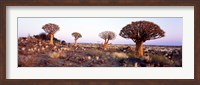 Framed Quiver Trees Namibia Africa
