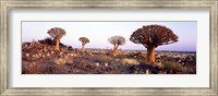 Framed Quiver Trees Namibia Africa