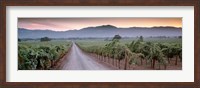 Framed Road in a vineyard, Napa Valley, California, USA